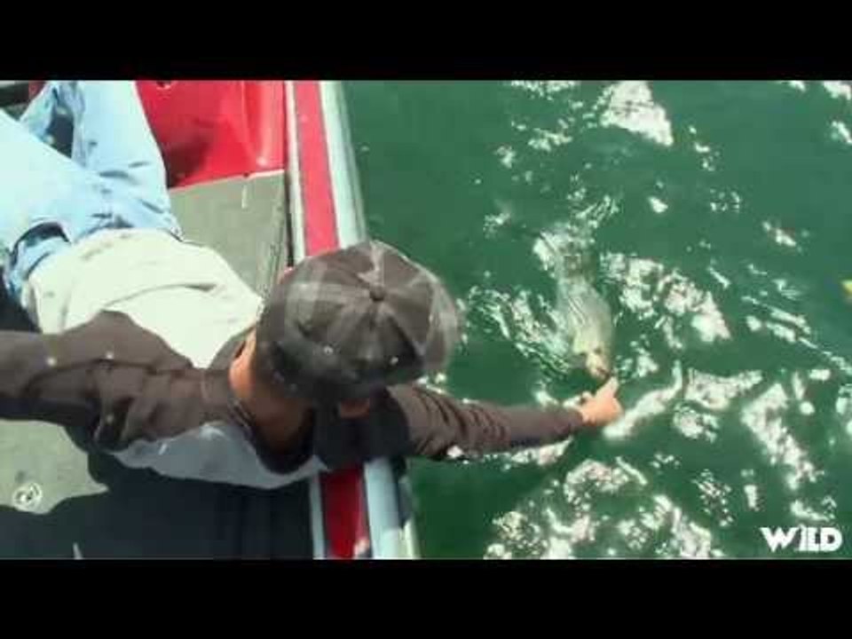 Lake Havasu Striped Bass Arizona Part 2