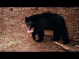 Hunting for Black Bear in Ontario