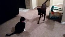 Dog tries to play with cat and fails