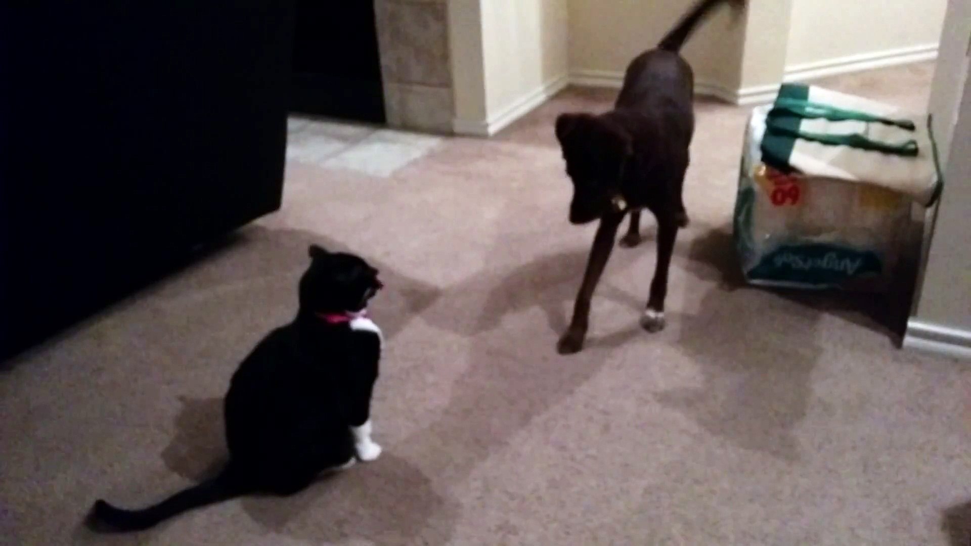 ⁣Dog tries to play with cat and fails