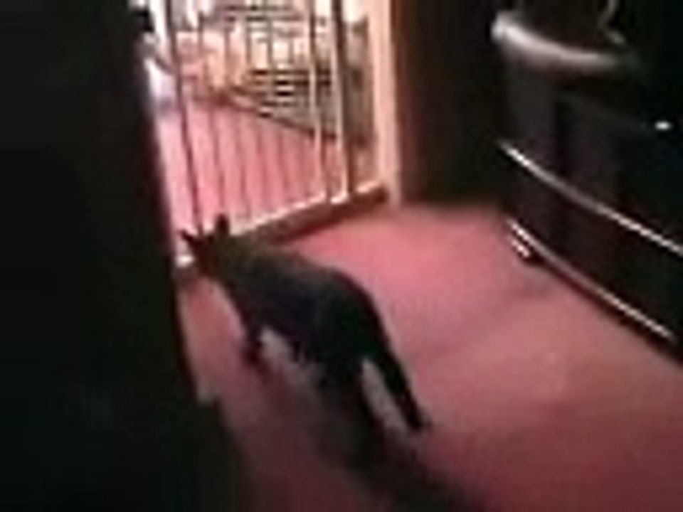 Best Cat Jump Ever JUMPS OVER BABY GATE