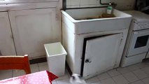 Cat Tries To Get To The Sink But Hilariously FAILS.