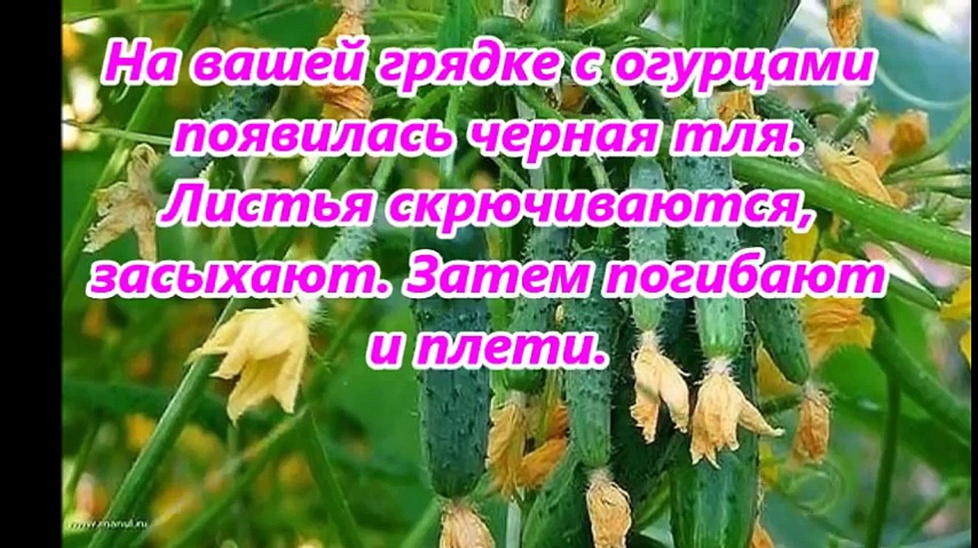 Молоко для огурца