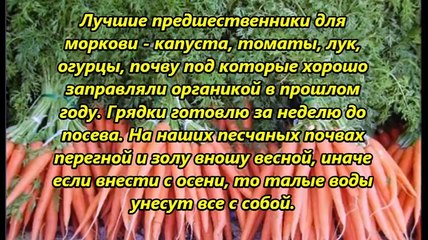 МОРКОВНЫЕ ПРЕМУДРОСТИ ОПЫТ ВЫРАЩИВАНИЯ