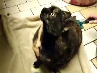 Вы слыхали как поют коты