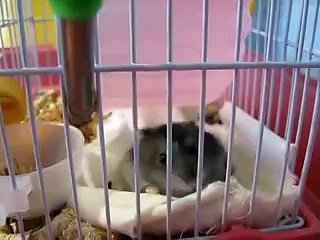 Блатная мышь