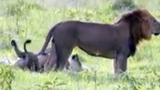 lion mating funny very good