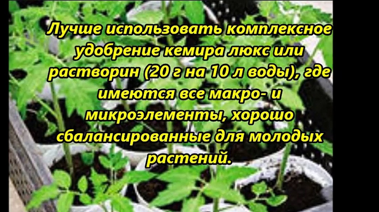 Необходимые подкормки рассады жидкими удобрениями