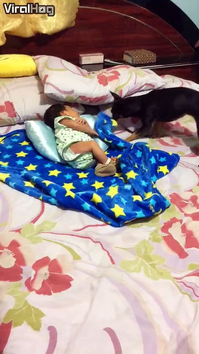 This dog helps tuck the baby in at night!