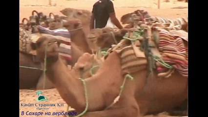 Тунис- Экскурсия в Сахару- На верблюде- The camel