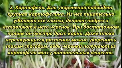 НАТУРАЛЬНЫЕ СТИМУЛЯТОРЫ ОБРАЗОВАНИЯ КОРНЕЙ