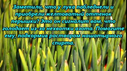 НАШАТЫРНЫЙ СПИРТ ЗАЩИТНИК РАСТЕНИЙ