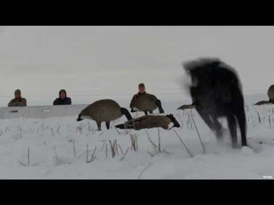 Hunting Canada Goose