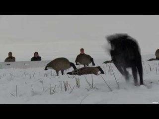 Hunting Canada Goose