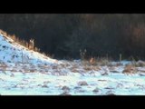 Hunting White-Tail Deer in Manitoba During the Winter