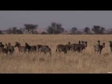 African Safari Hunting Part 5 - Zebra Hunting