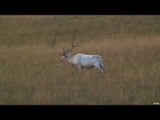 11-Year Old Girl Hunting Rare White Elk in Saskatchewan