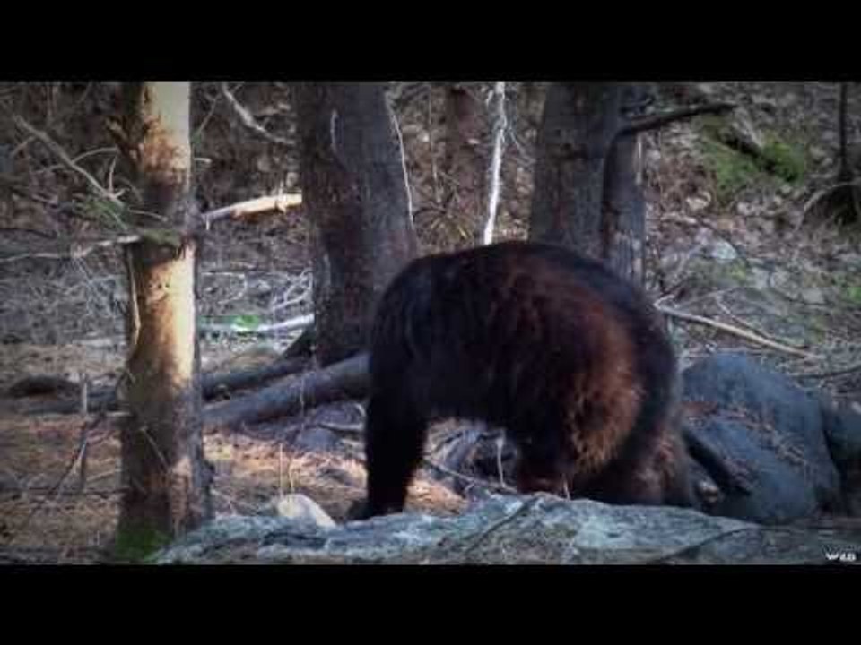 Bear Hunting Tips With a Bow