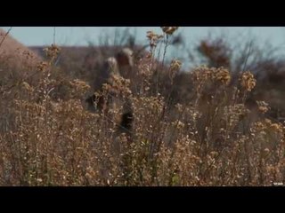 Teaching a Labrador Retriever Part 1