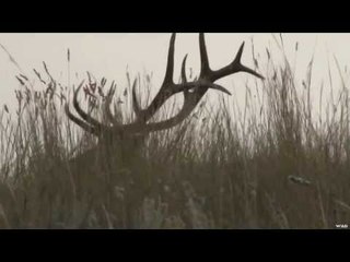 Hunting Elk in Saskatchewan