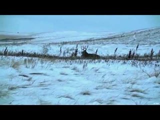 Bowhunting Massive Once in A Lifetime Buck