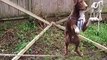 Amazing Acrobatic, Rope balancing Dog