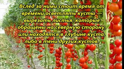 НУЖНО ЛИ ОБРЫВАТЬ ЛИСТЬЯ У ТОМАТОВ