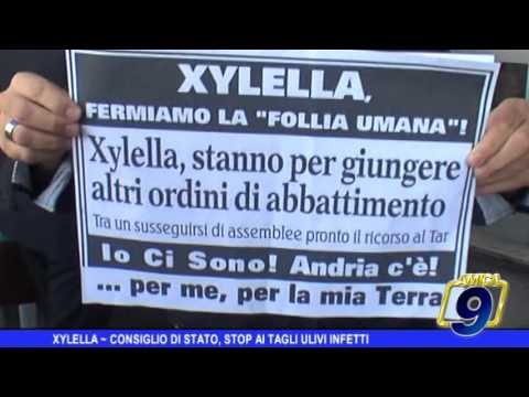 XYLELLA - CONSIGLIO DI STATO, STOP ALL'ERADICAZIONE DEGLI ULIVI INFETTI