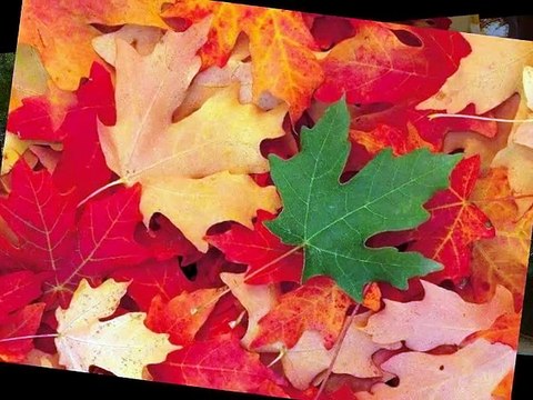 bugün pazar ve ben seni çok özledim