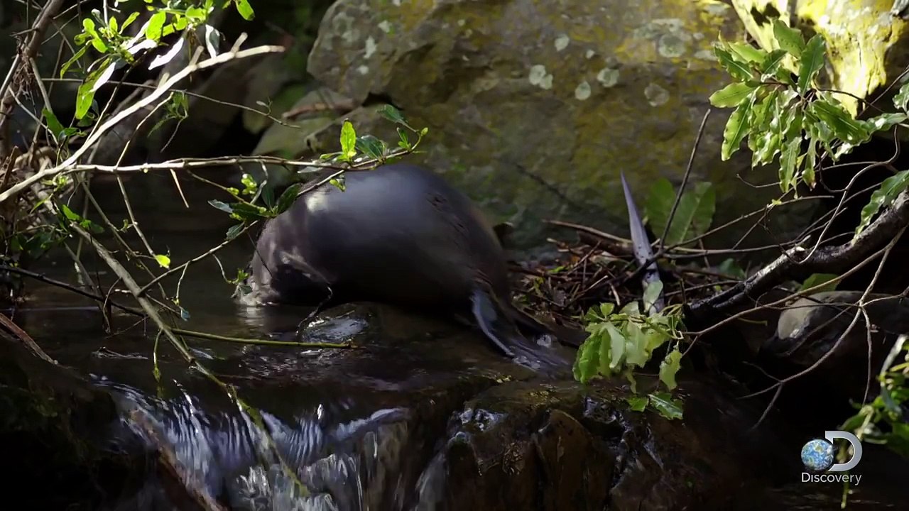 Seal Pups Learn in Hidden Practice Pool