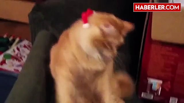 Noel Şapkası Kedinin Kafasını Karıştırdı..
