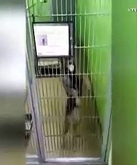 Dog Dance Moves