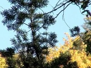 Армения. Тисовый лес