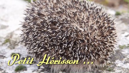 Petit Hérisson ...