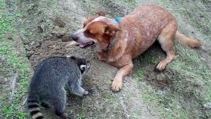 Собака & енот