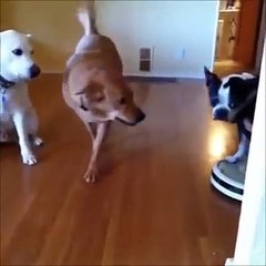 They see me rollin (dog vine) 10 minutes