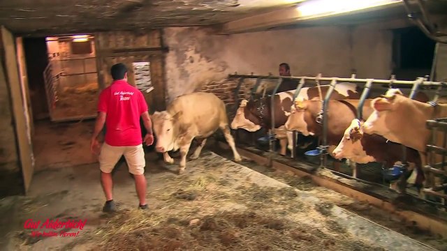 This Abused Bull Has Been Chained His Whole Life. Now Watch What He Does To The Man In Red…