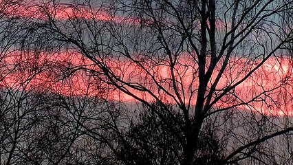 Common goldeneye - bird of 2016. Гоголь - птица 2016 года.