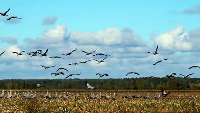 Cranes. Yelnya. Журавли. Ельня.