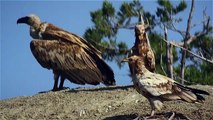 Egyptian vulture vs. griffon vulture.
