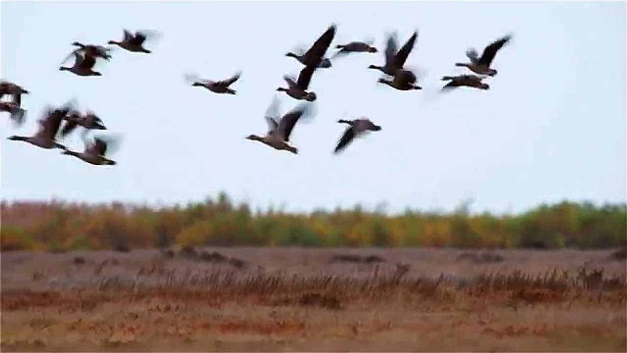 Geese and marsh harrier. Гуси и болотный лунь.