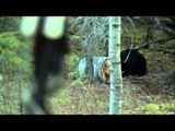 Hunting Black Bear in Ontario