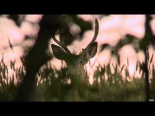 Hunting Whitetail in Manitoba