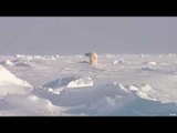 Hunting Polar Bear in Nunavut