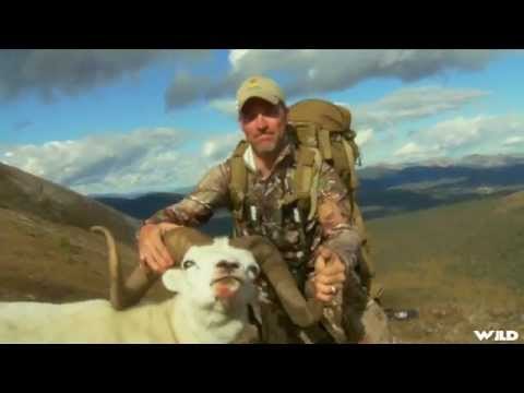 Hunting Bighorn Sheep In Arizona