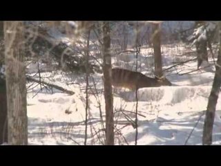 Hunting Whitetail Deer in Manitoba