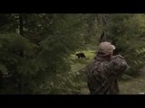 Hunting Black Bear with Bow in British Columbia