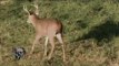 Hunting Whitetail Deer with Bow in Ohio