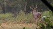 Hunting Whitetail Deer in Kentucky
