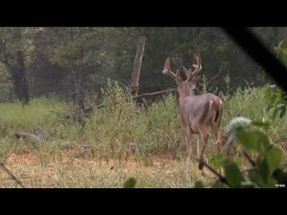 Hunting Whitetail Deer in Kentucky